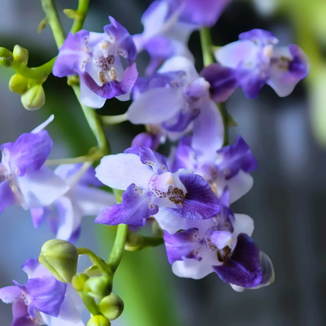 蓝色安娜｜紫蝙蝠5寸蝴蝶兰稀有品种