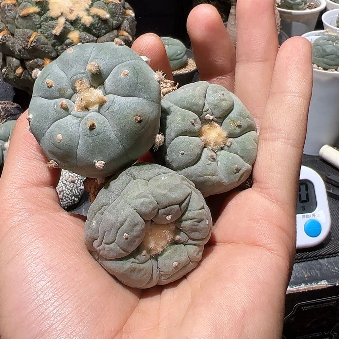 小**呐kk肋骨大乌➕两个实生银