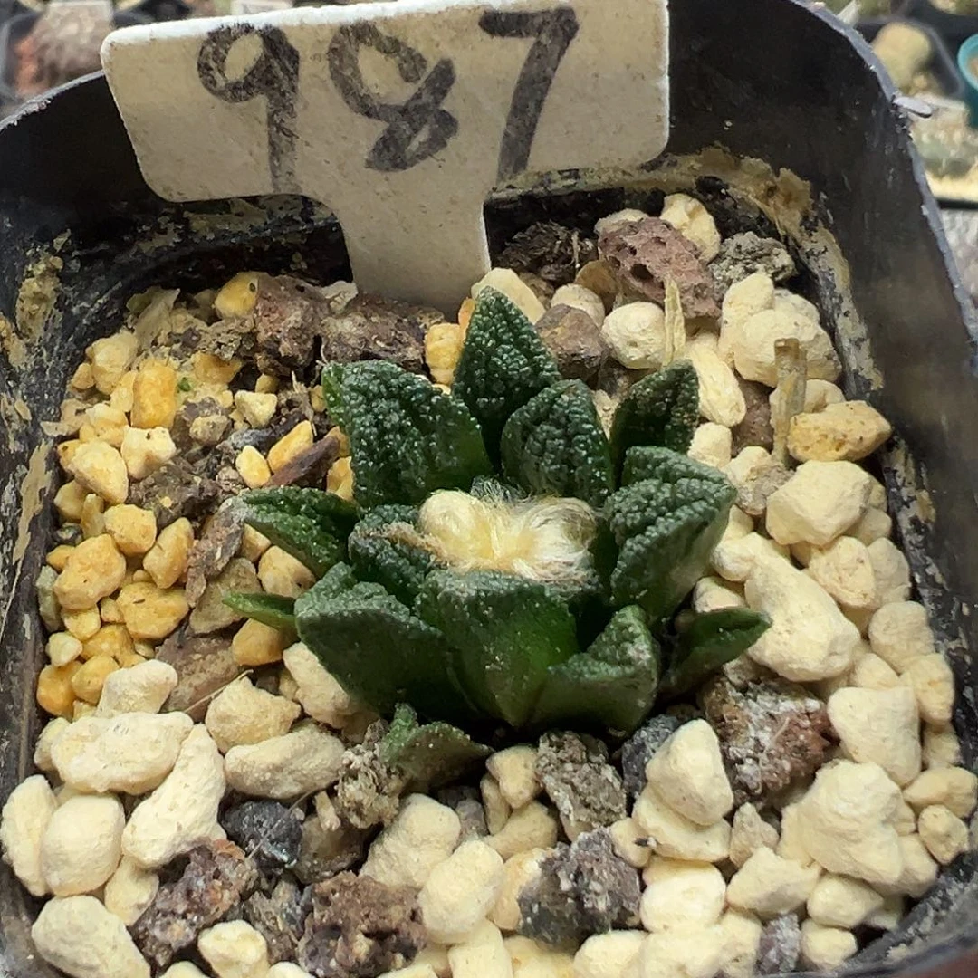 987短叶辛顿牡丹实生