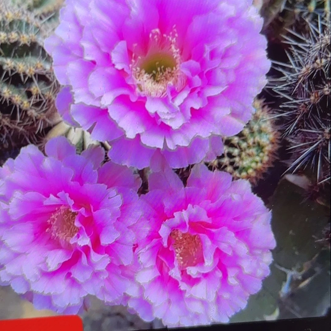 可可可彩侧牙20包邮22