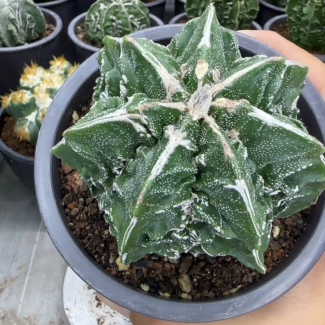 核桃鸾凤玉实生010