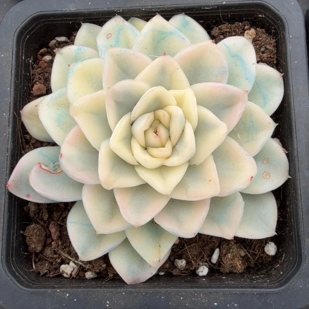 雪鸢锦锦上园艺一物一拍