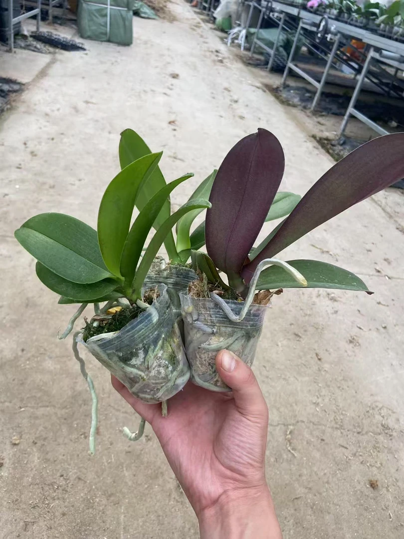 福利苗3颗/2.5寸杯蝴蝶兰不带剑【轻微叶损无售后】