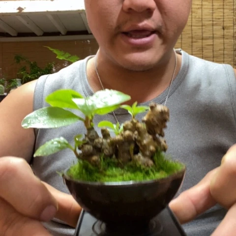 红陶一物一拍所见即所得40