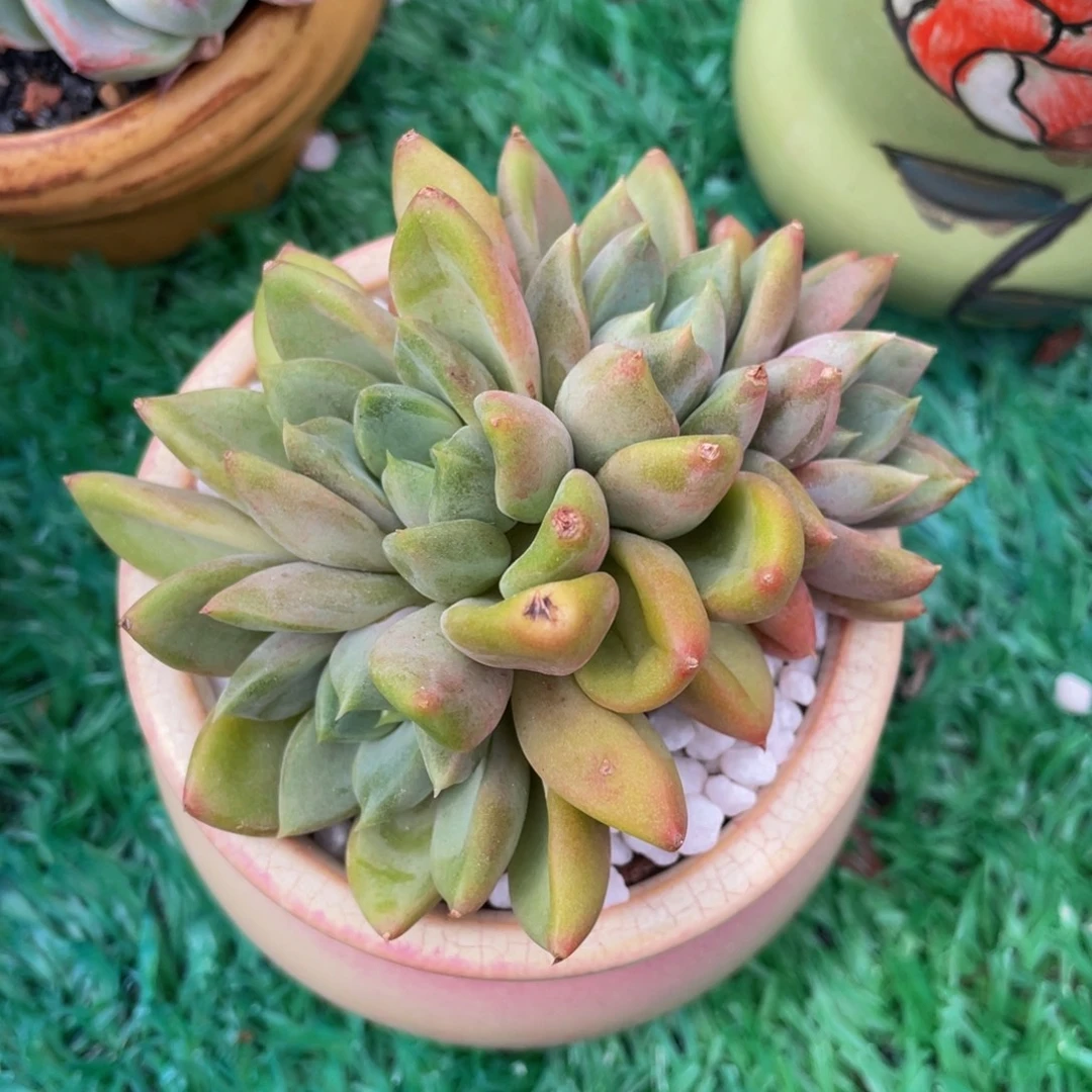多肉植物盆栽多肉