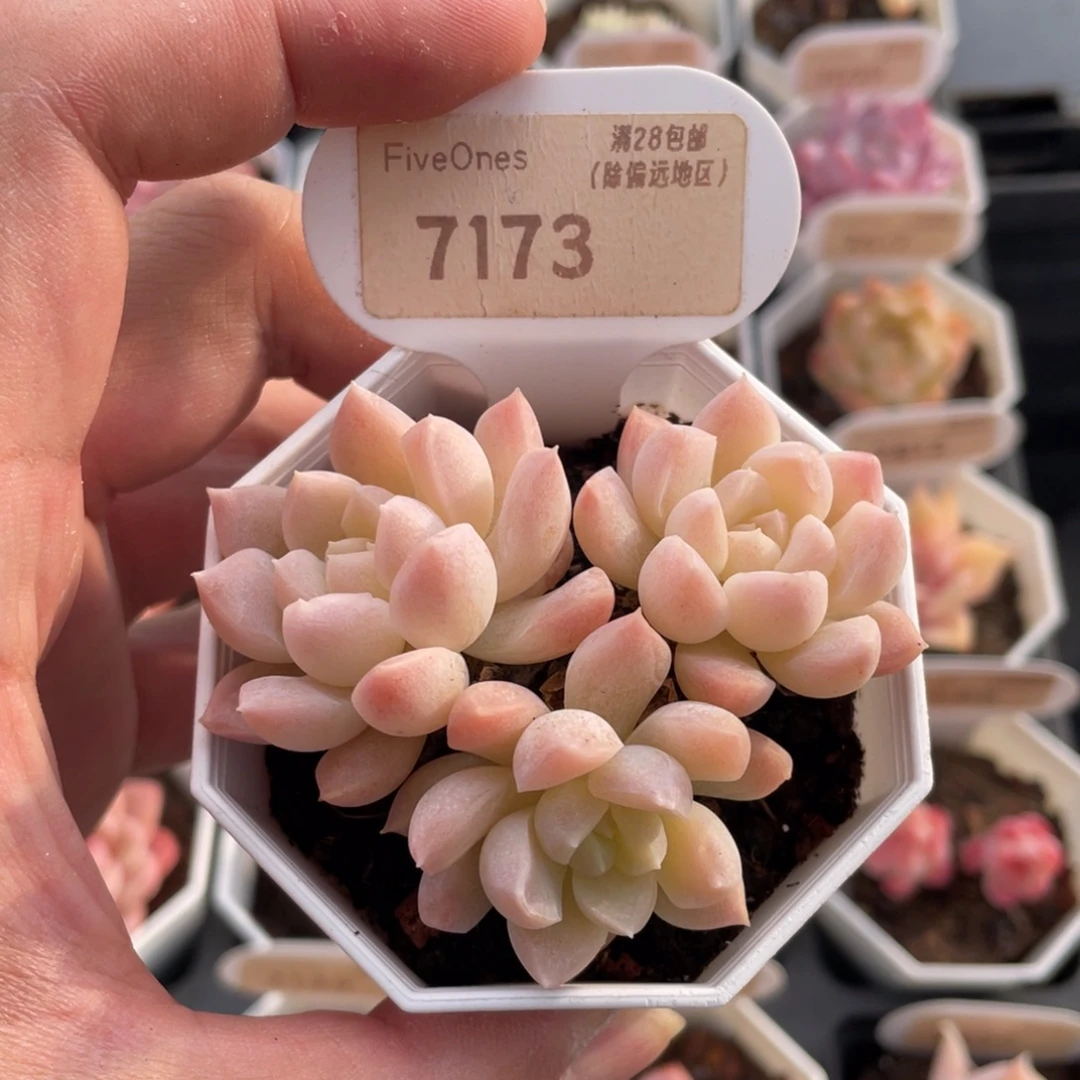 白雪7173-6.5厘米