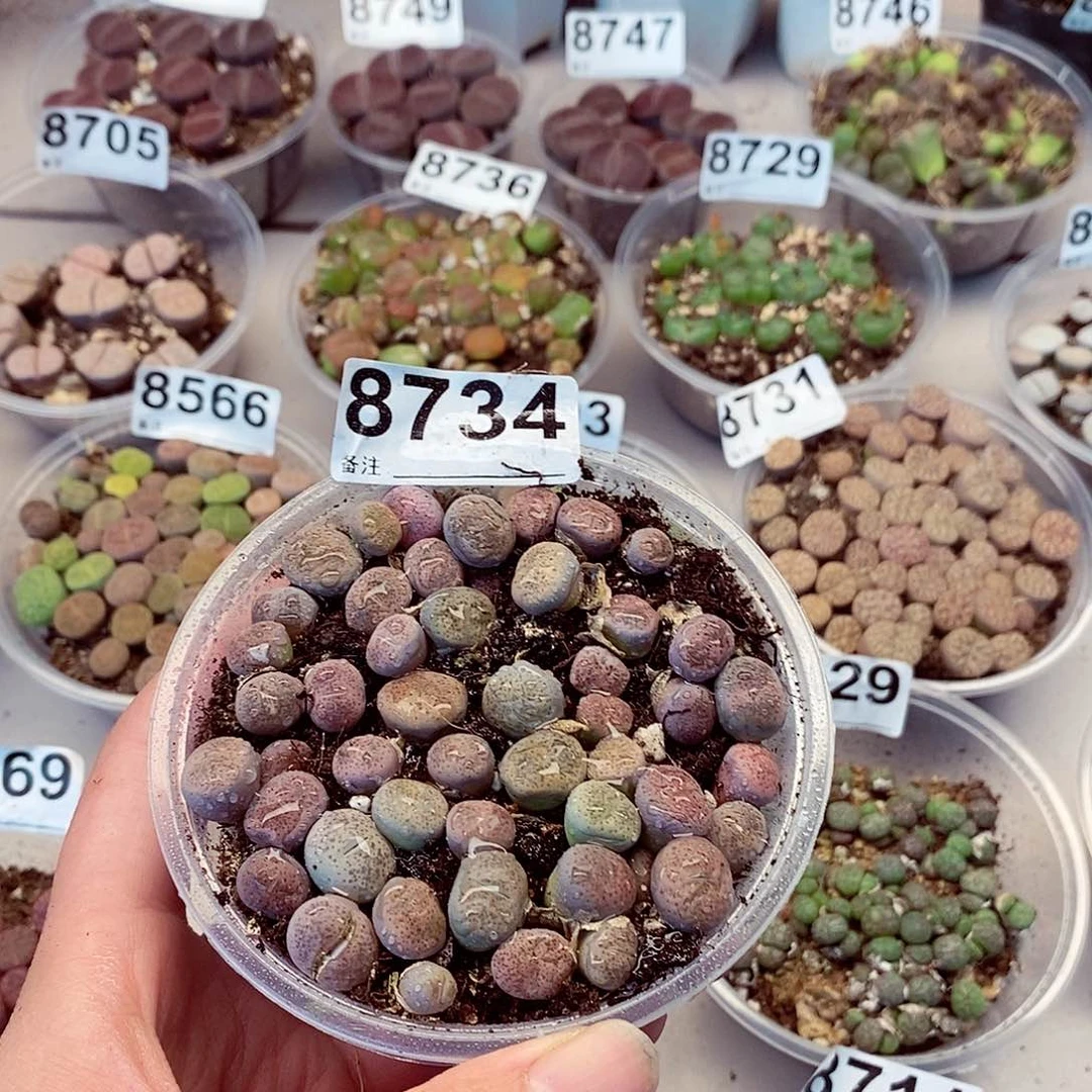 8734粉碧琉璃系列