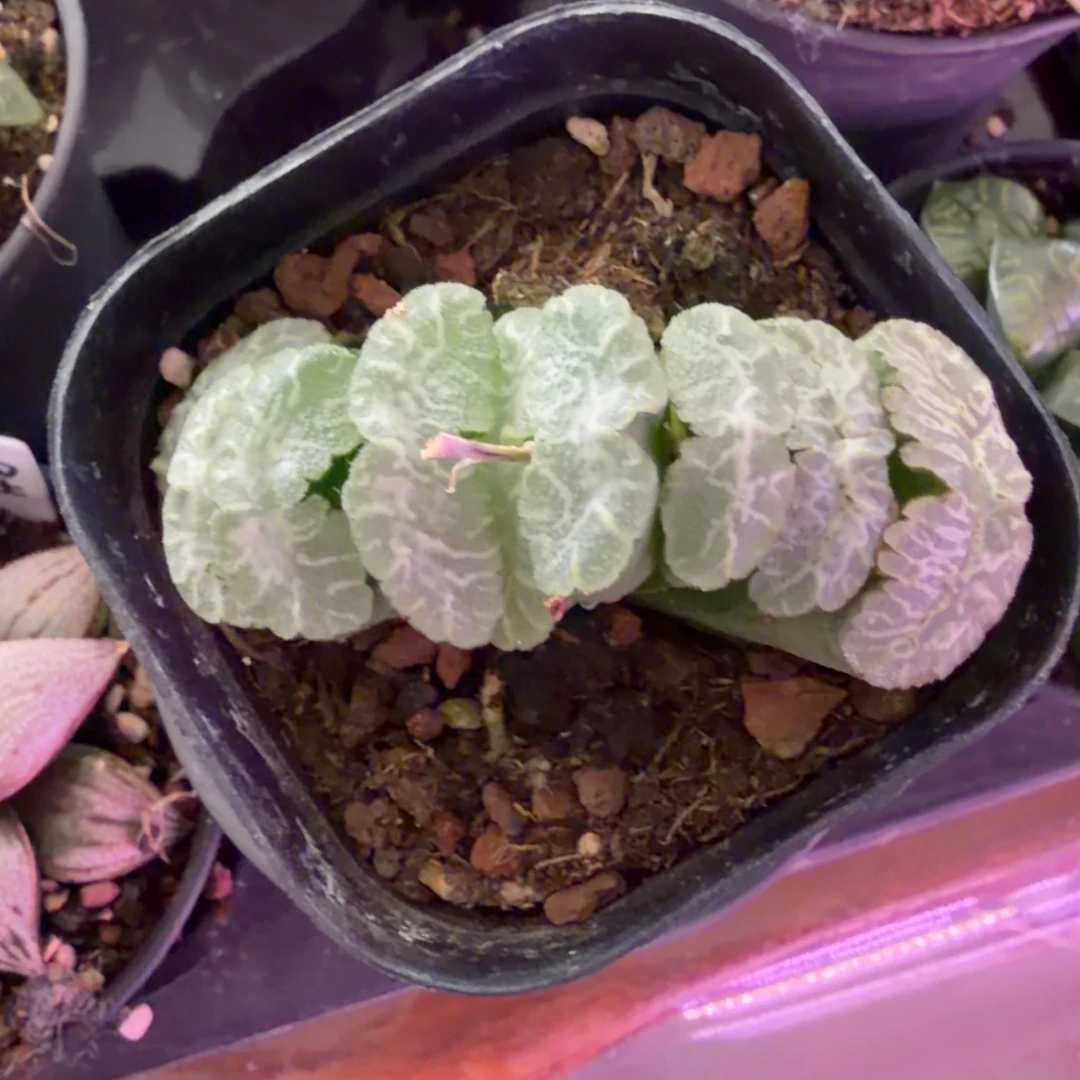 铜***七无花朵十二卷福利虞姬