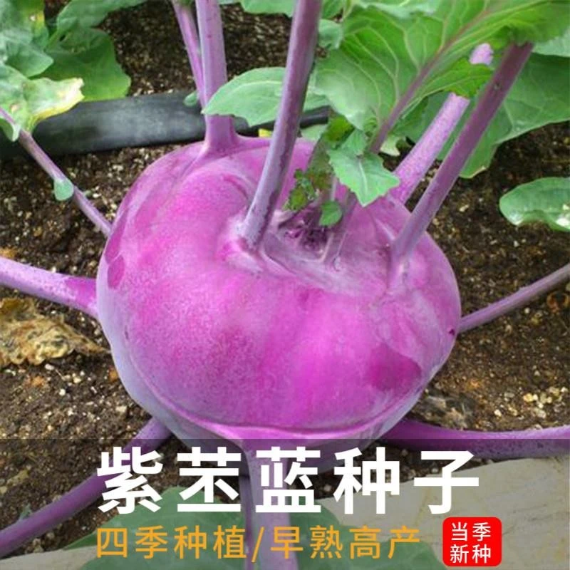 脆嫩紫苤兰种子贡菜丕兰种子丕蓝菜种子皮紫肉白耐热耐寒春季秋季