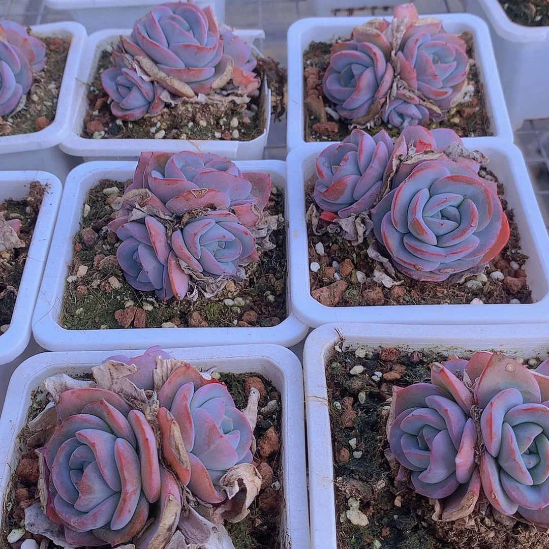 三头布鲁兰245677889999