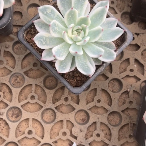 吉娃娃锦多肉多肉植物
