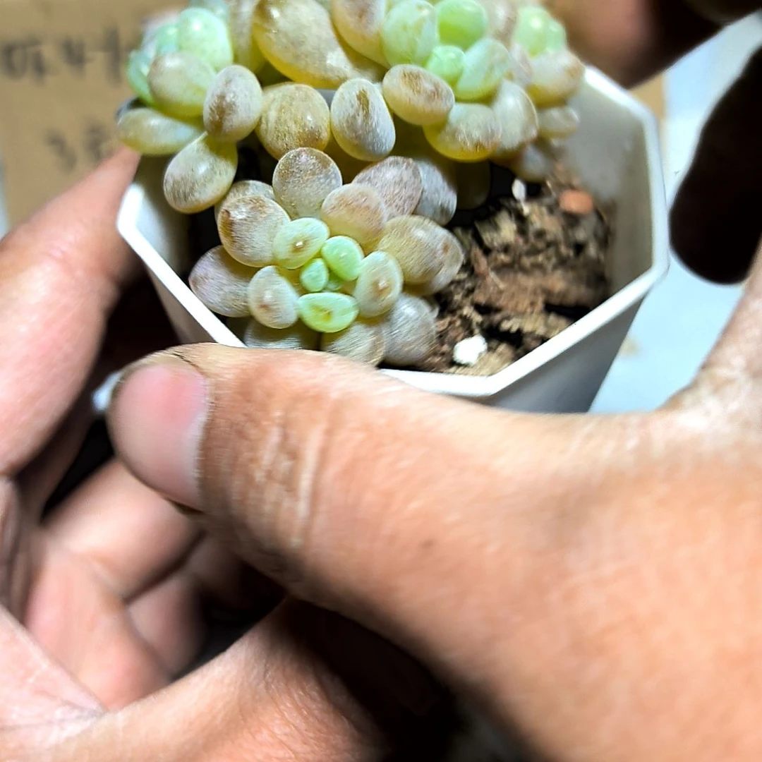 满6元包邮，#7号鱼子酱群八角盆