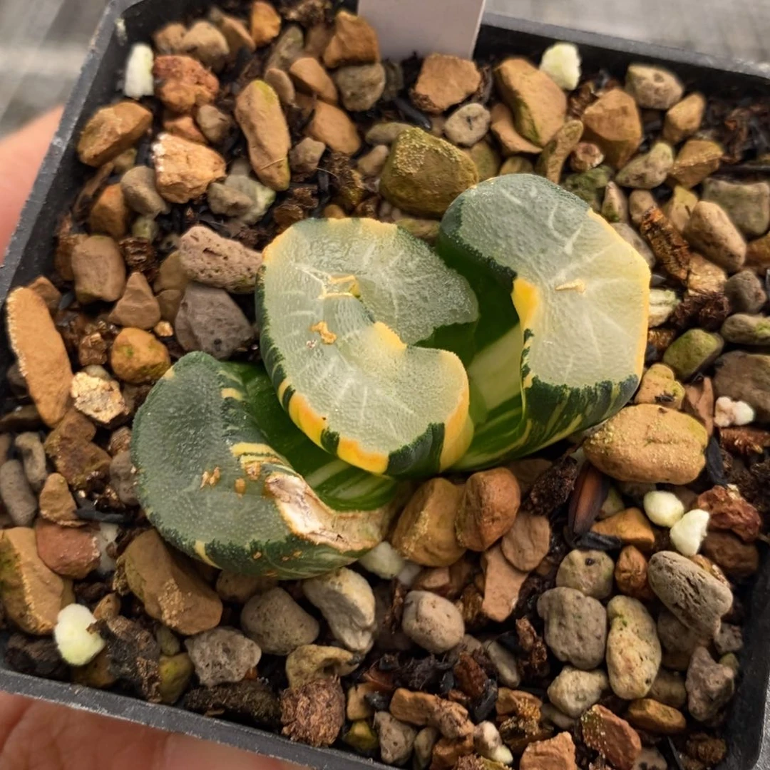 63号大明湖万象锦带盆