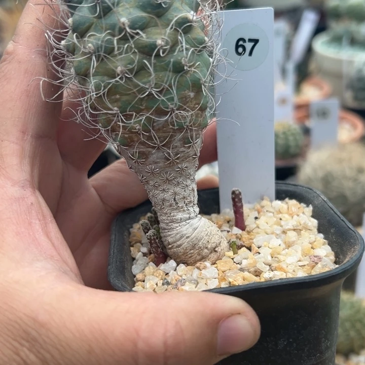 67号娇丽实生4厘米老庄