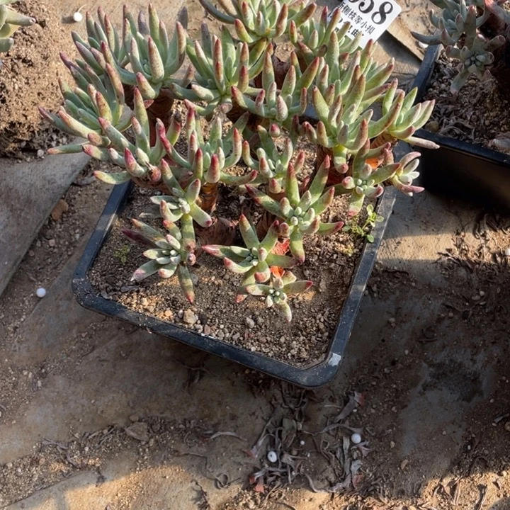 牛*58号白鹭多肉植物