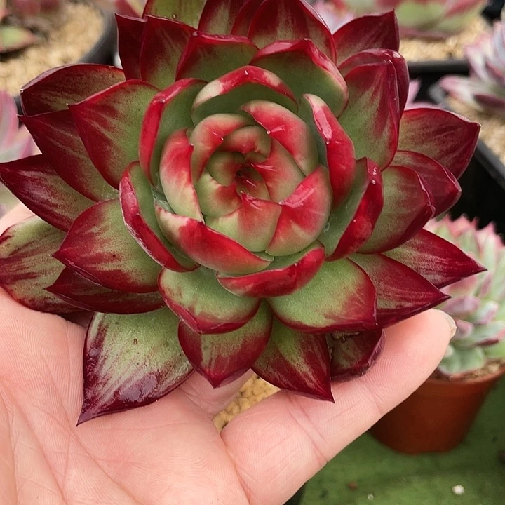 惊鸿仙子多肉植物6501