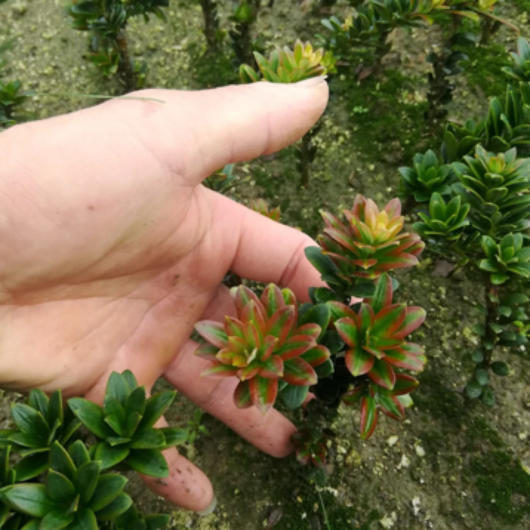 珍珠红芽罗汉松附石盆景素材一物一拍