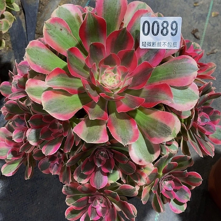 粉女郎0089999999999