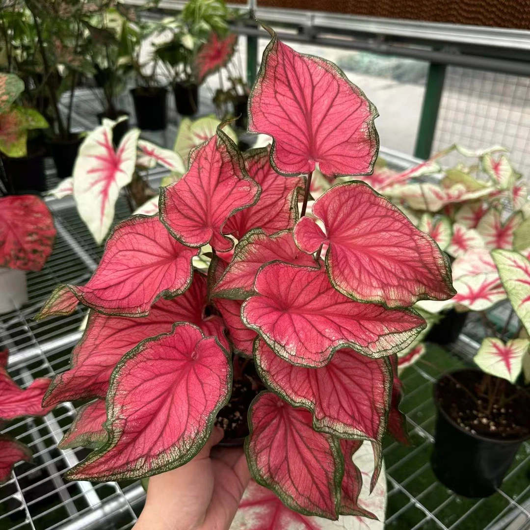 【佛罗里达甜心】彩叶芋锦化进口超大球根室内桌面阳台好养热植