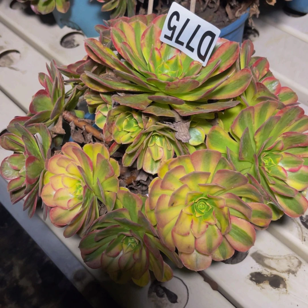 雨荷法师7/5包邮'