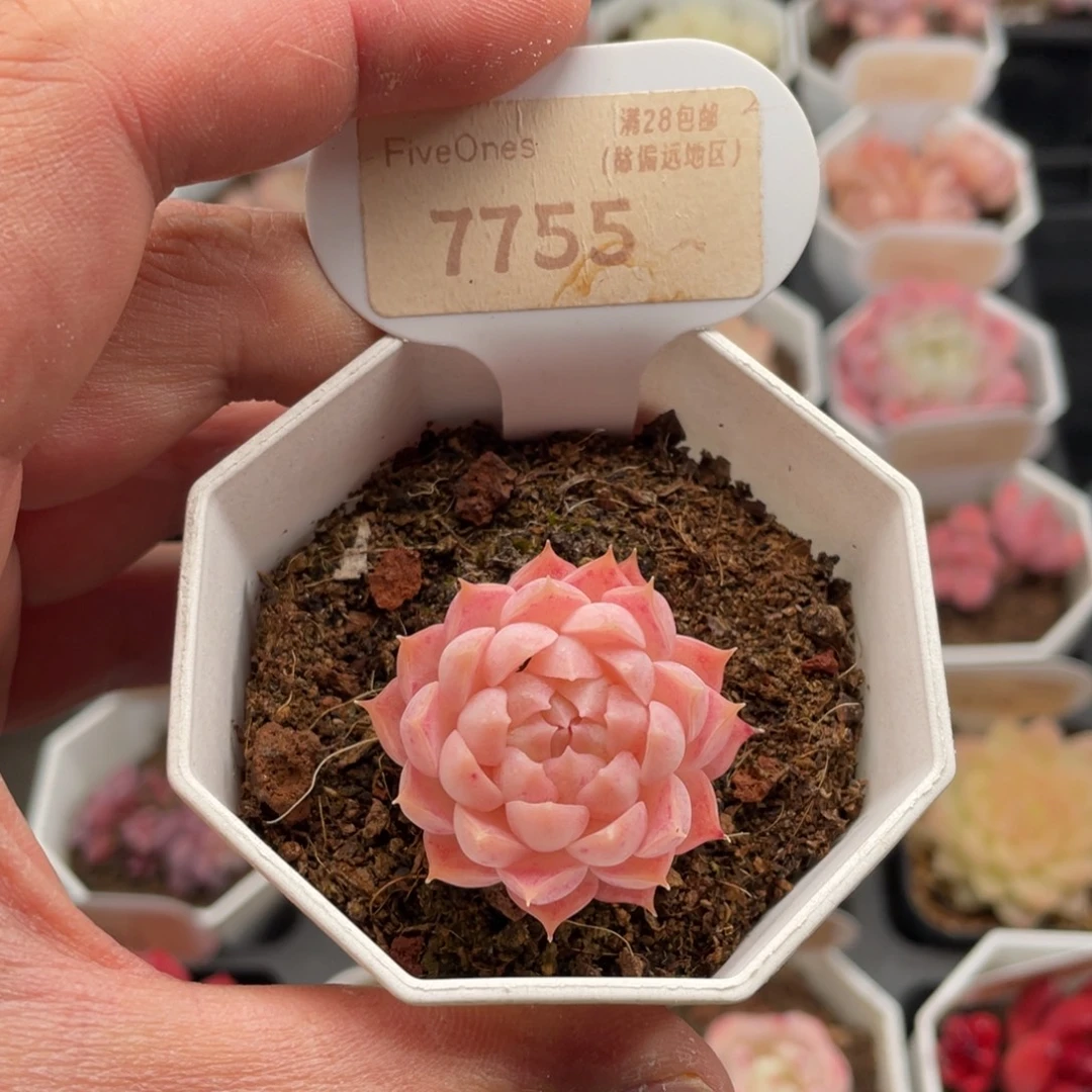 朱砂痣7755-4厘米