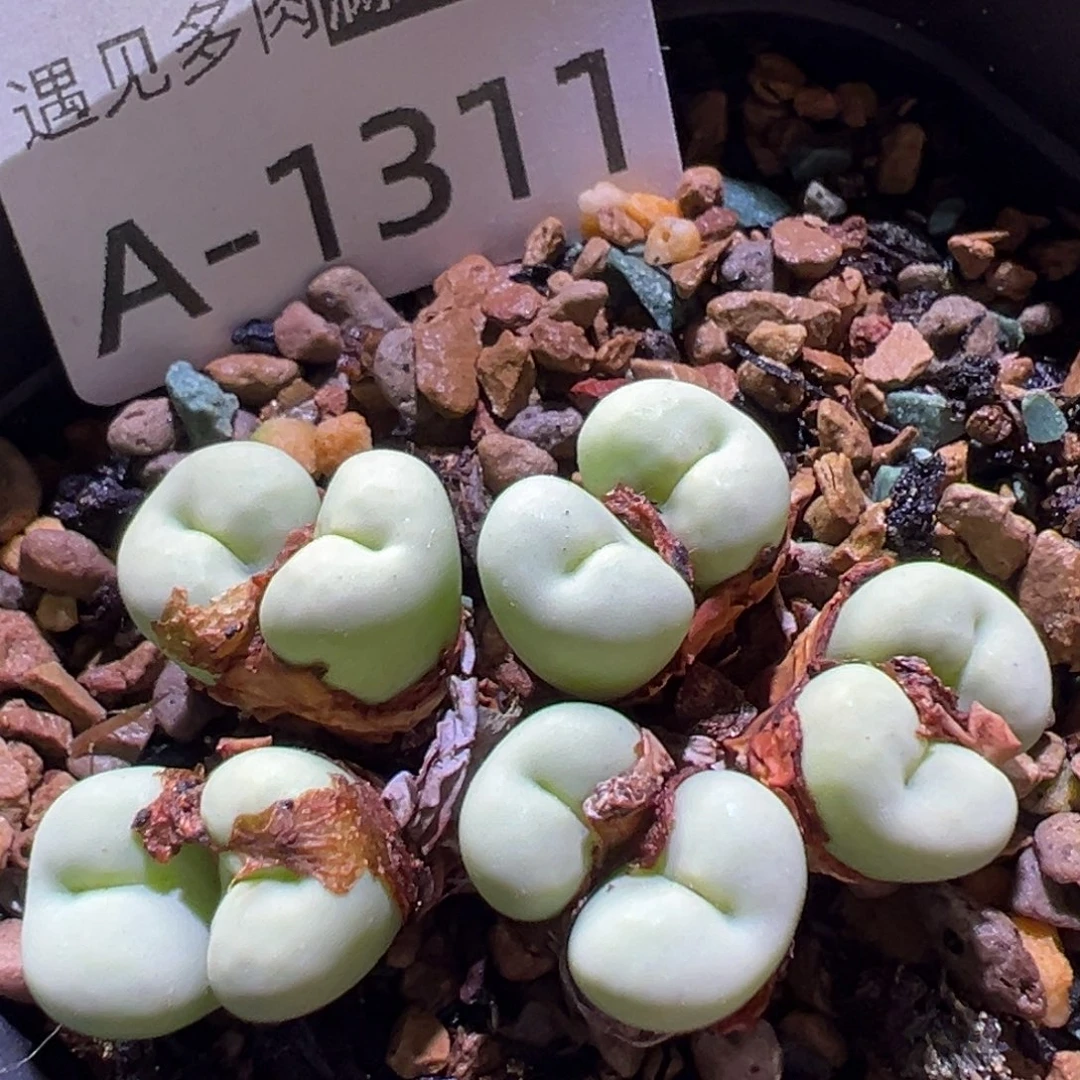 多肉植物11111111111111111