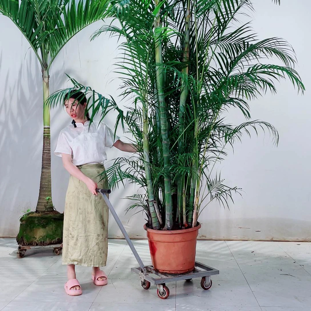 ?****5786656787655678