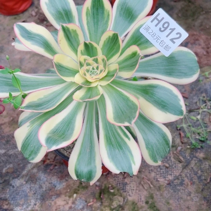 912燕姿多肉植物