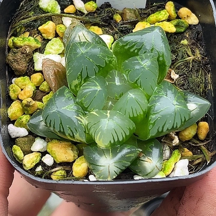 178老川玉露锦头家多肉十二卷