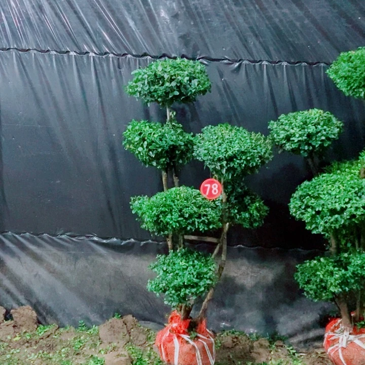 不开花植物一物一拍一对一对