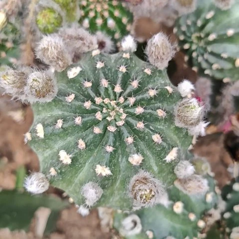 蝉衣侧芽7CM多特！！！