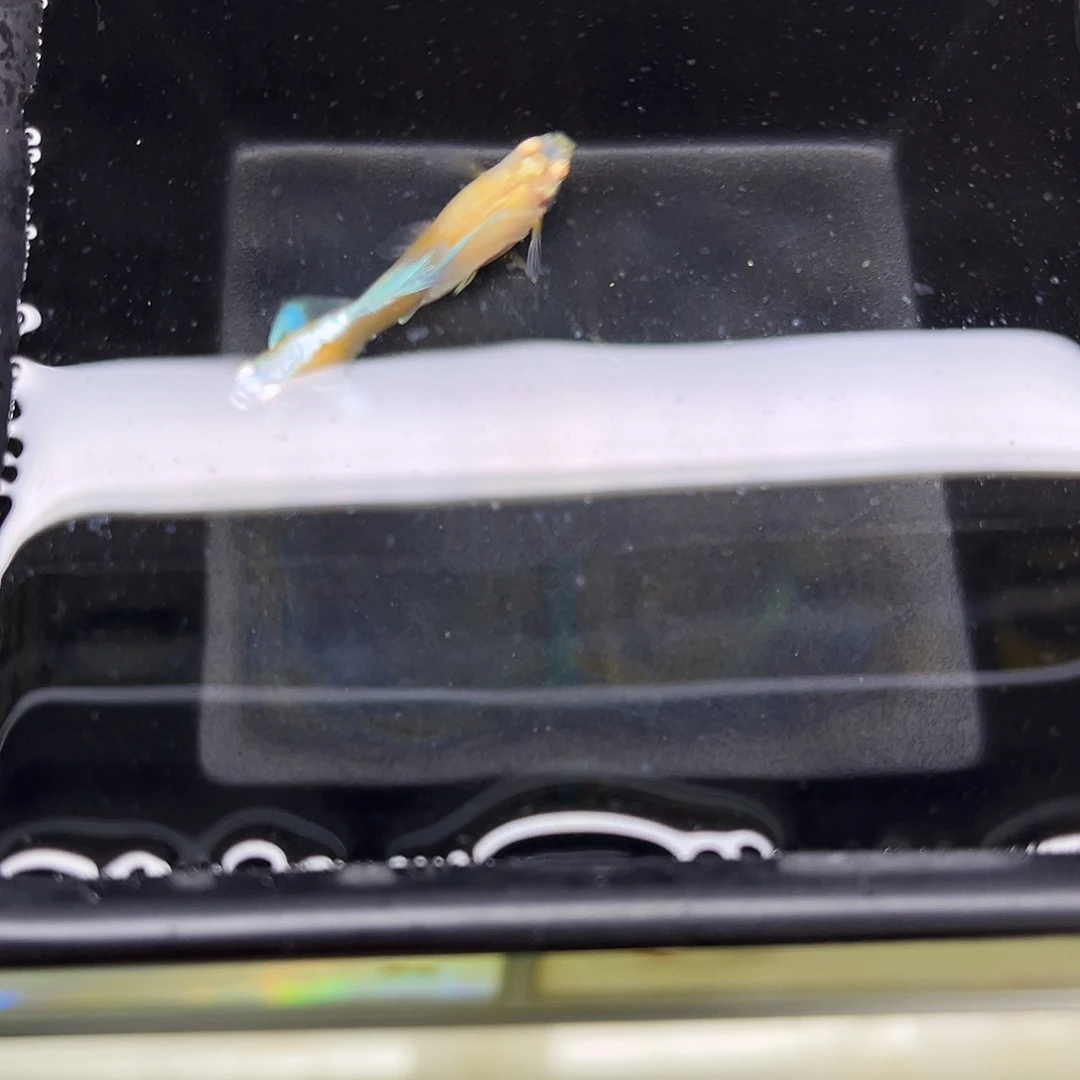 孔雀鱼蓝白飞船一对