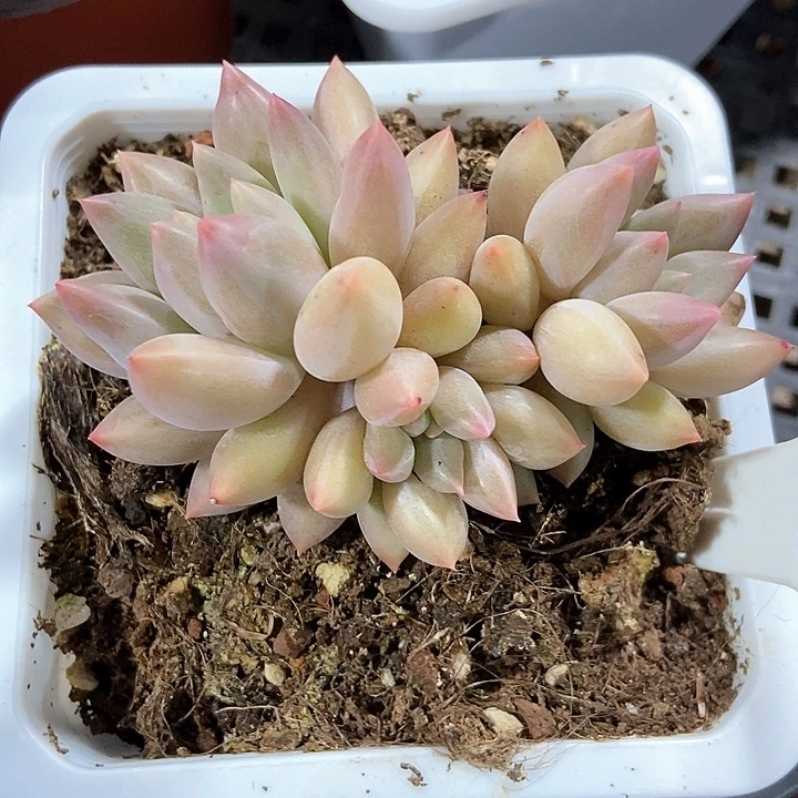 多肉植物红蜻蜓10005