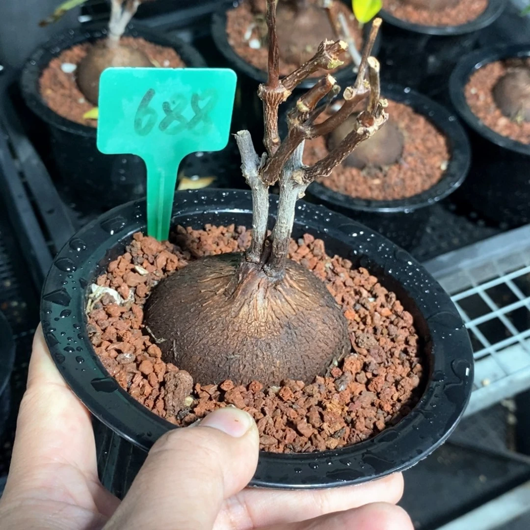 紫背罗摩多肉植物