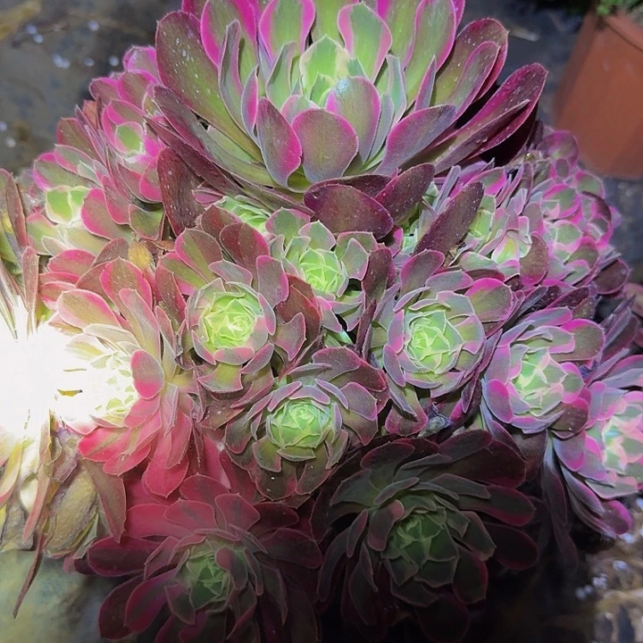 新品种妖月巨无霸亏本福利