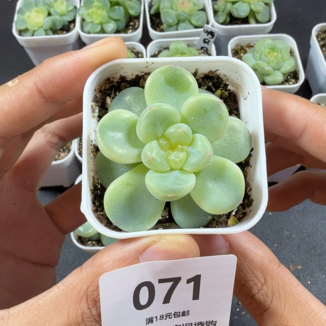 财富密码单头一物一拍071