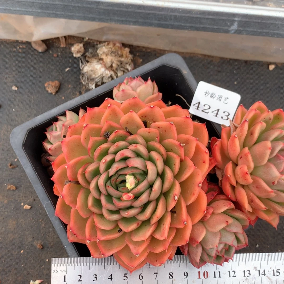 4243杂交多肉植物