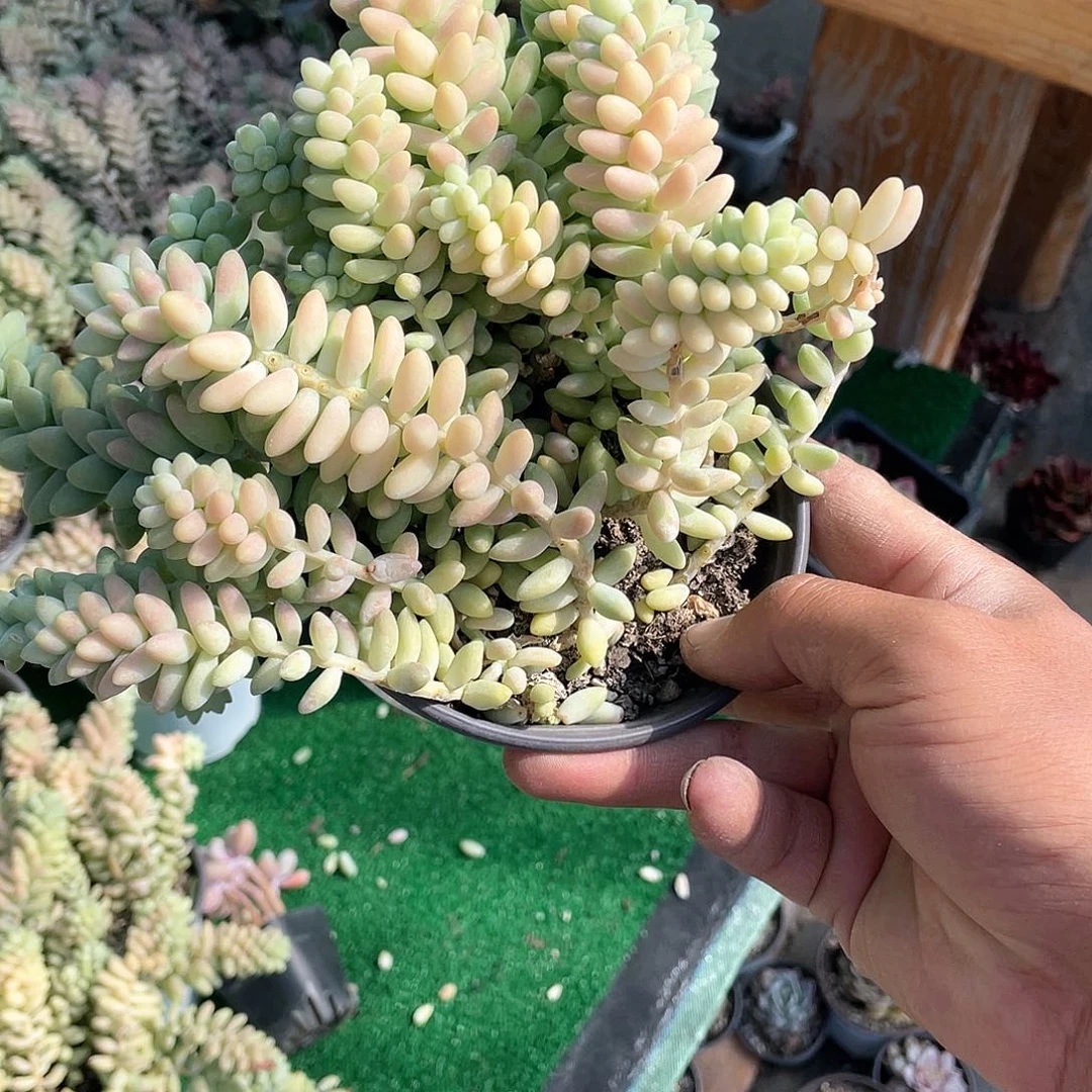 新玉缀大群带盆发货