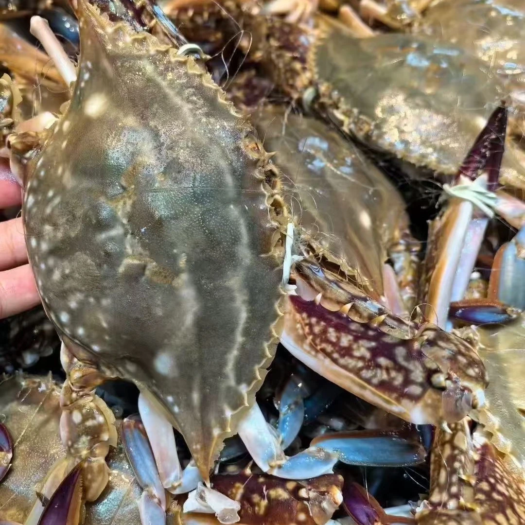 【保鲜不保活】渤海湾公蟹3-6两/只3斤7-10左右满3斤起拍不包全腿