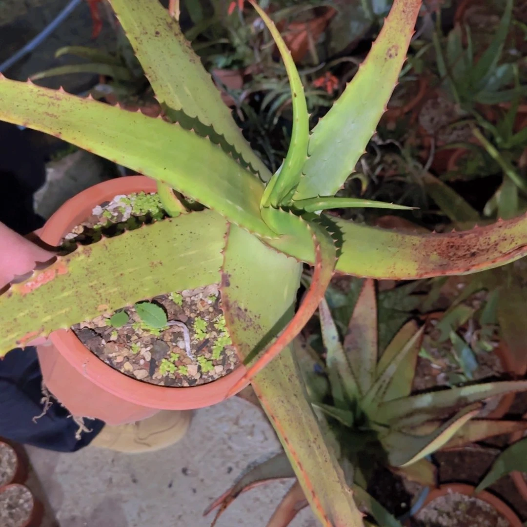 石**小块根植物块根植物