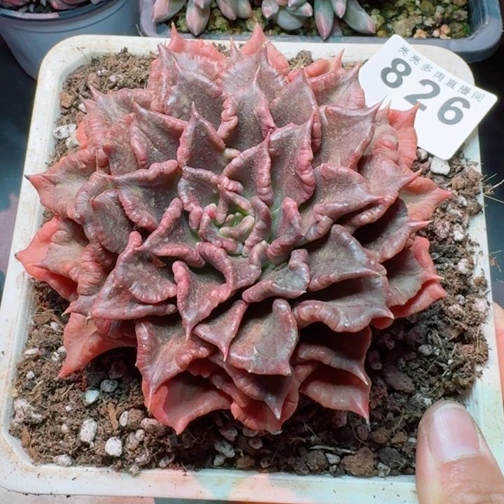 黑饺子皮         精控精养多肉植物