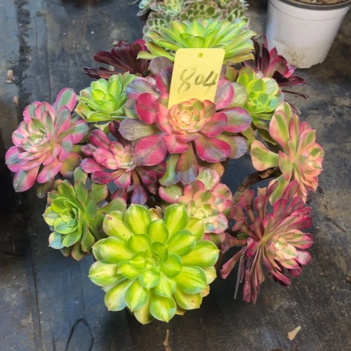 804嫁接多肉一物一拍