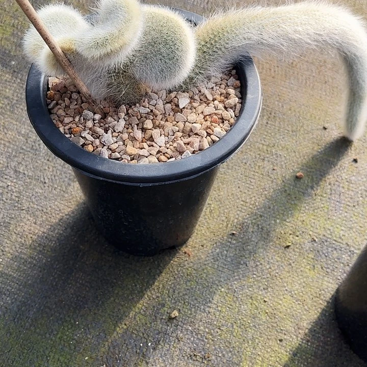 小*?九尾狐多肉植物植物植物