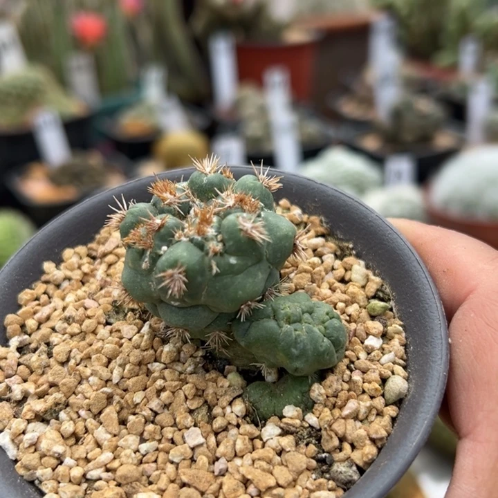 象牙刺缀石化，11111