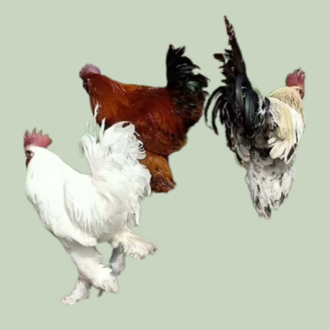 无量山乌骨鸡顺丰包邮包路损到家