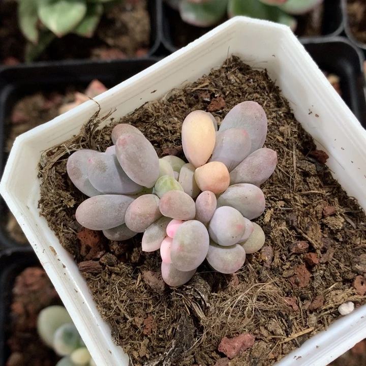 蛋黄奶锦白拉丝锦锦