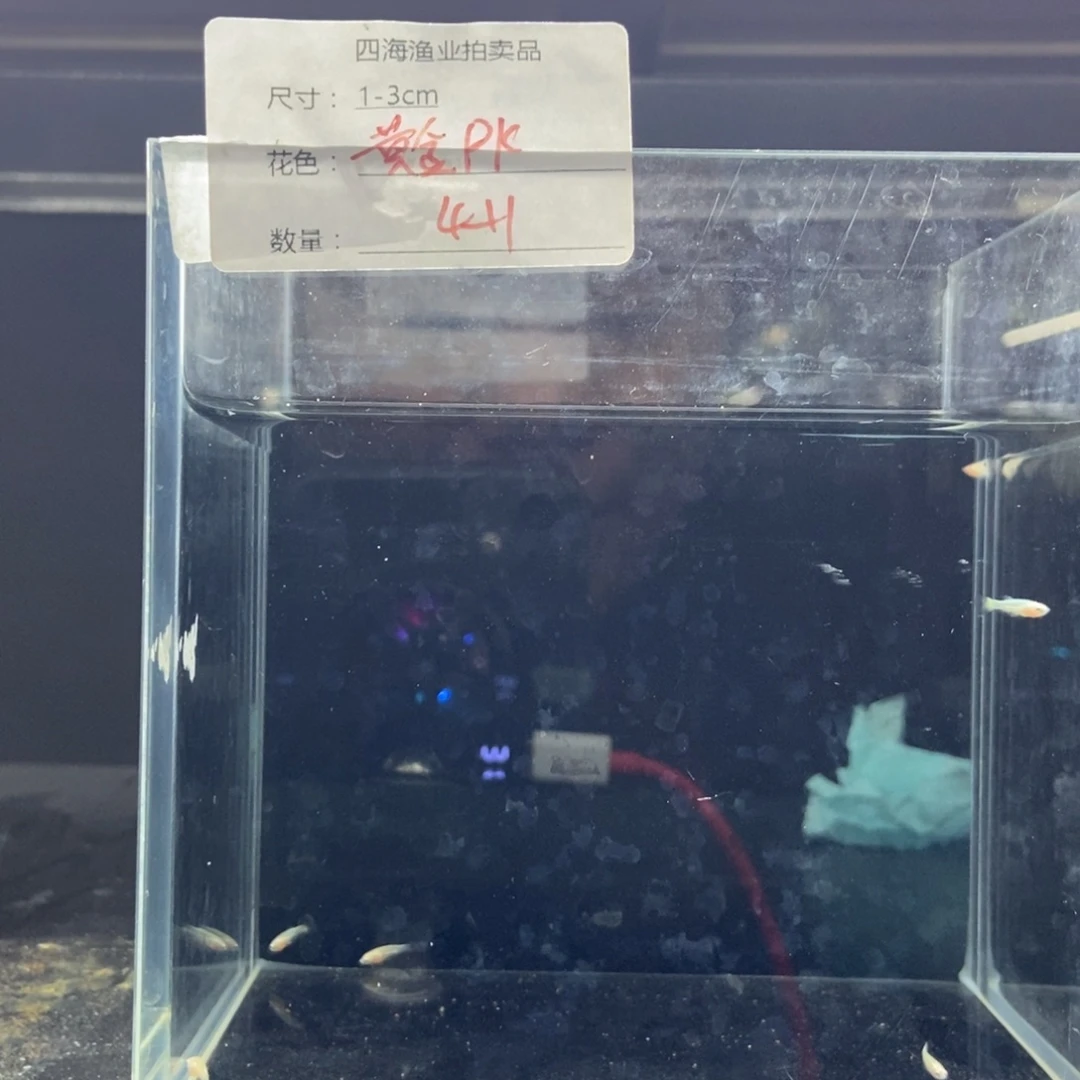 斗鱼包活不包损所见即所得066