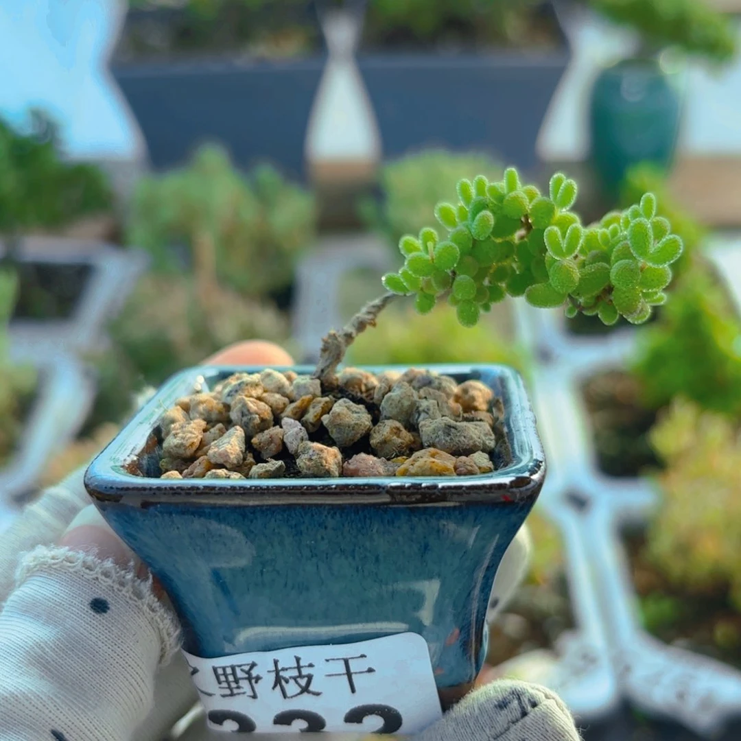 m****）带盆蜜橘332。