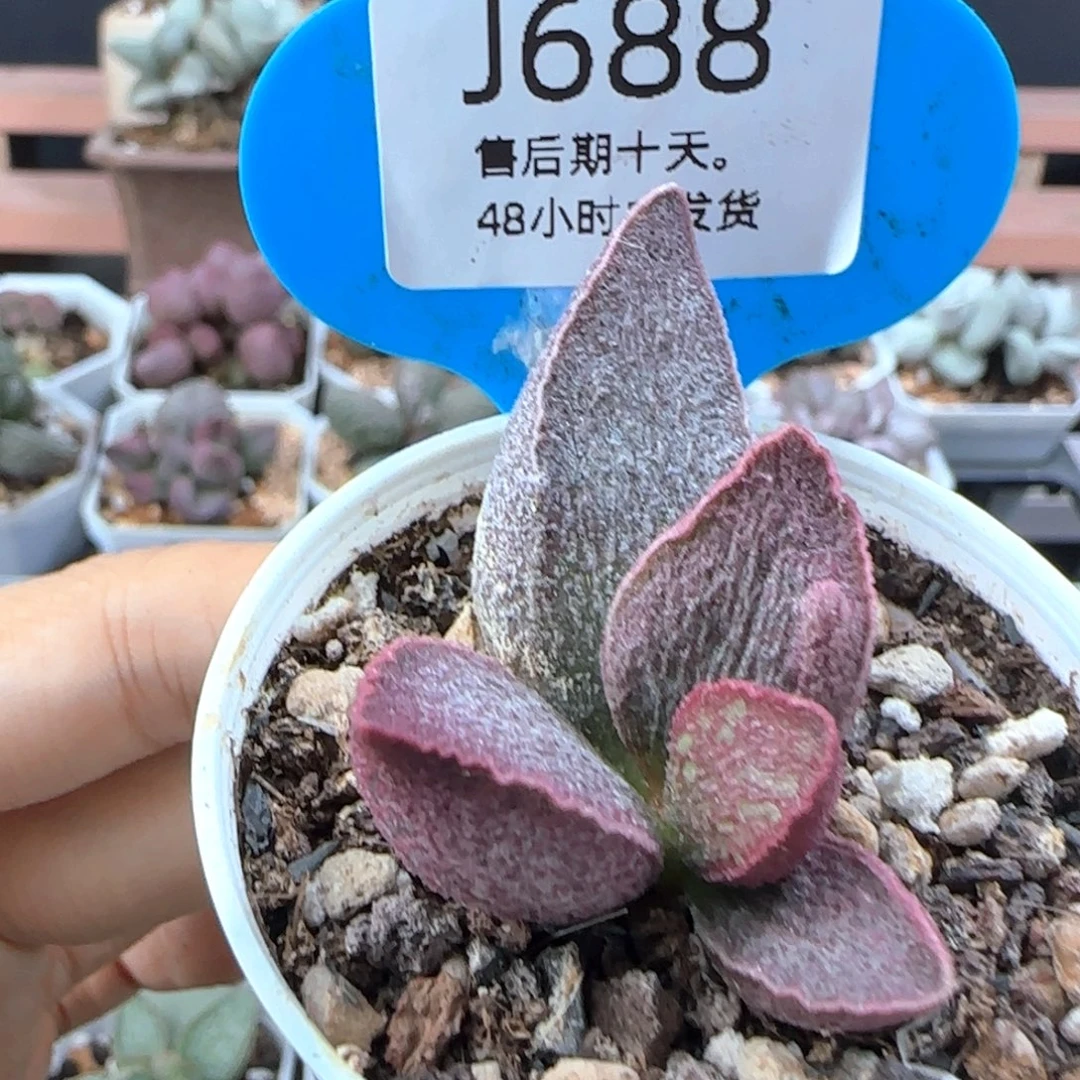 *****令羽。   688。