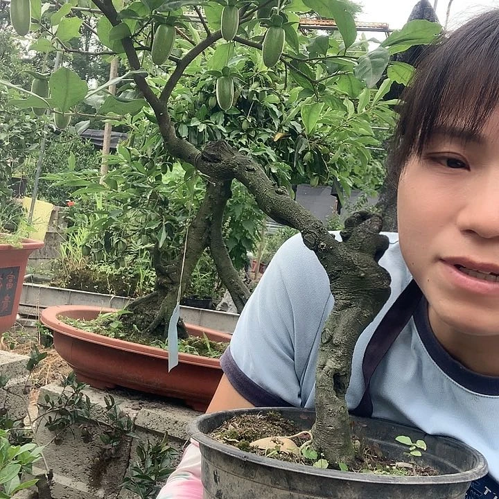 金弹子大长今。